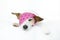 CUTE AND SICK JACK RUSSELL DOG WITH PINK HEART BANDAGE ON BED IS