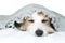 CUTE SICK JACK RUSSELL DOG SLEEPING OR RESTING ON BED COVERED WI