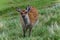 Cute sika deer in Glenealo Valley