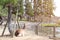 Cute sika deer resting by the lake, Nara, Japan