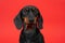 Cute silly-looking awake dog puppy dachshund with big bulging eyes close-up