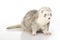 Cute silver ferret on white background in studio