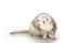 Cute silver ferret on white background in studio