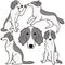 Cute and simple illustrations of Borzoi Dog