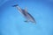 Cute Single Dolphin Swimming Alone in Clear Waters of Bahamas