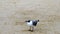 Cute, single seagull standing on beach sand and looking around, on a windy day.