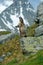 Cute sit up on its hind legs animal Marmot, Marmota marmota, sitting in he grass, in the nature habitat, Grossglockner, Alp, A