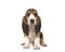 Cute sitting basset artesien normand puppy seen from the front