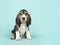 Cute sitting basset artesien normand puppy on a turquoise background