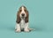Cute sitting basset hound puppy looking at the camera on a turquoise blue background