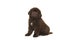 Cute sitting brown Newfoundland dog puppy isolated on a white background seen from the side