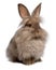 Cute sitting chocolate lionhead bunny rabbit