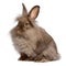 Cute sitting chocolate lionhead bunny rabbit