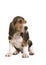 Cute sitting french basset puppy looking to the right