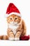 Cute Sitting Ginger Cat in Santa Hat: Festive Feline Charm on White Isolated Background.