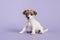 Cute sitting jack russel terrier puppy on a purple background