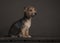 Cute sitting Jack Russell puppy looking away on a brown painting like ambiance and  background