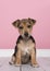 Cute sitting jack russell terrier puppy looking at the camera sitting in a pink living room setting