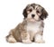 Cute sitting little havanese puppy