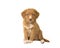 Cute sitting nova scotia duck tolling retriever puppy