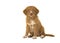 Cute sitting nova scotia duck tolling retriever puppy looking up