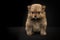 Cute sitting pomeranian dog puppy looking at the camera on a black background