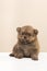 Cute sitting pomeranian dog puppy looking at the camera on a cream colored background