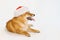 Cute sitting shiba inu dog on christmas santa hat stuck out funny tongue.