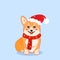 Cute sitting smiling Christmas corgi dog with Santa accessories vector cartoon illustration. Kawai corgi puppy print. Isolated on