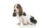 Cute sitting tricolor basset hound puppy looking away isolated o