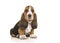 Cute sitting tricolor basset hound puppy looking at the camera