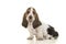 Cute sitting tricolor basset hound puppy looking at the camera i