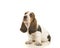 Cute sitting tricolor basset hound puppy looking up on