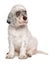 Cute sitting tricolor english setter puppy dog