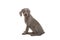 Cute sitting weimaraner puppy seen from the side looking over its shoulder