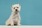 Cute sitting west highland white terrier or westie looking at th