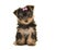 Cute sitting yorkshire terrier, yorkie puppy wearing a pink bow