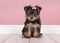 Cute sitting yorkshire terrier, yorkie puppy wearing a pink bow