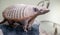 Cute six banded armadillo in the zoo