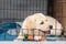 Cute six-week-old Labrador puppy bites an iron cage. puppy is teething