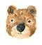 Cute sketch brown watercolor bear illustration