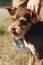 cute skinny brown dog from shelter with tongue in belt posing outside in sunny park, smiling, adoption concept