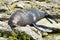 Cute sleep seal on natural rock