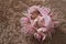 Cute sleeper newborn baby girl in a pink wrap
