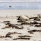 Cute sleeping Australian Sea Lion Neophoca cinerea on Kangaroo Island coastline, South Australia , Seal bay
