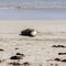 Cute sleeping Australian Sea Lion (Neophoca cinerea) on Kangaroo Island coastline, South Australia , Seal bay