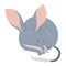 Cute sleeping bilby animal. Australian wild mammal. Vector illustration in flat style.