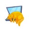 Cute sleeping cat on laptop