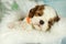 Cute sleeping cavalier King Charles spaniel puppy