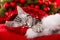 Cute sleeping christmas kitten on red background